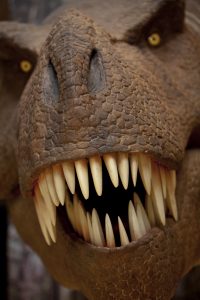 Static T-Rex model head © The Natural History Museum London
