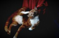 Cat scratching ears