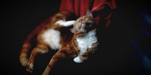 Cat scratching ears