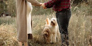 Introducing new baby to pets