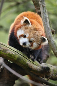 Red panda sighting